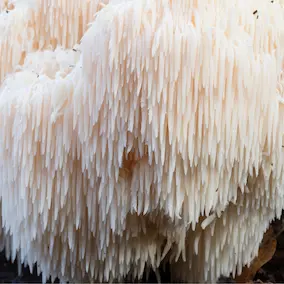 Yamabushitake — ingredient in Pineal Guardian